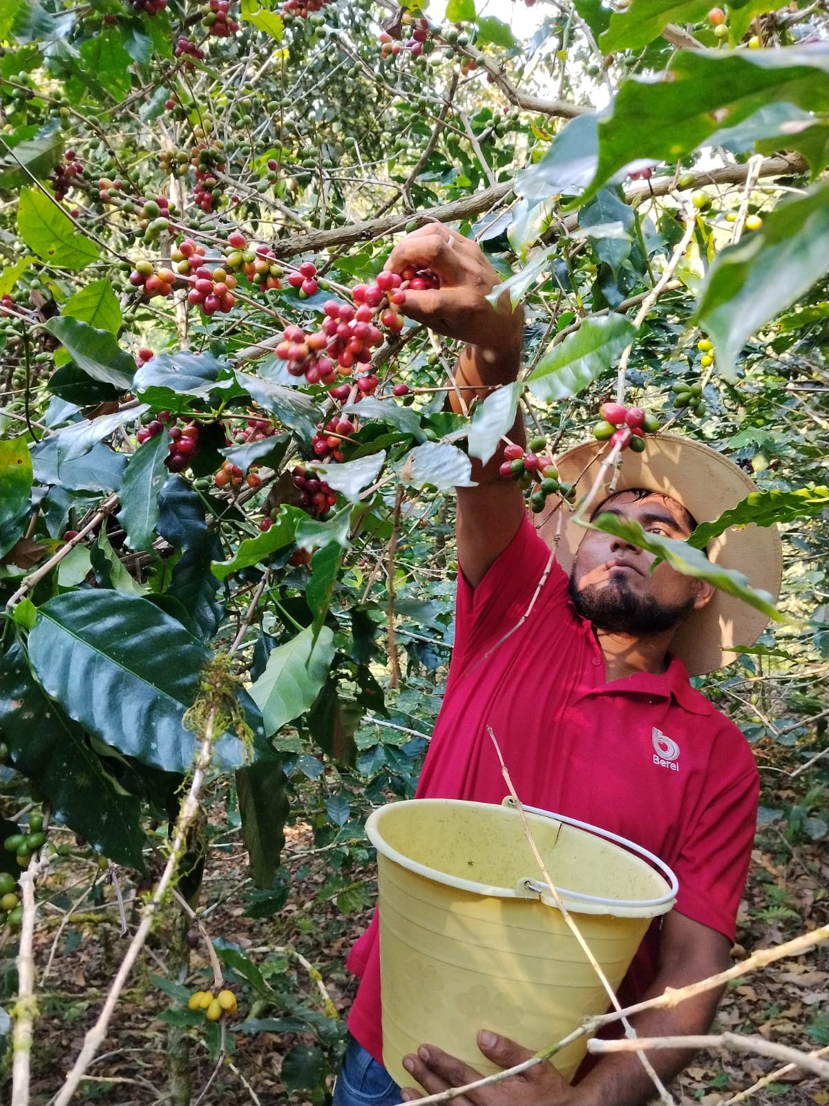 Cafetales en Chiapas