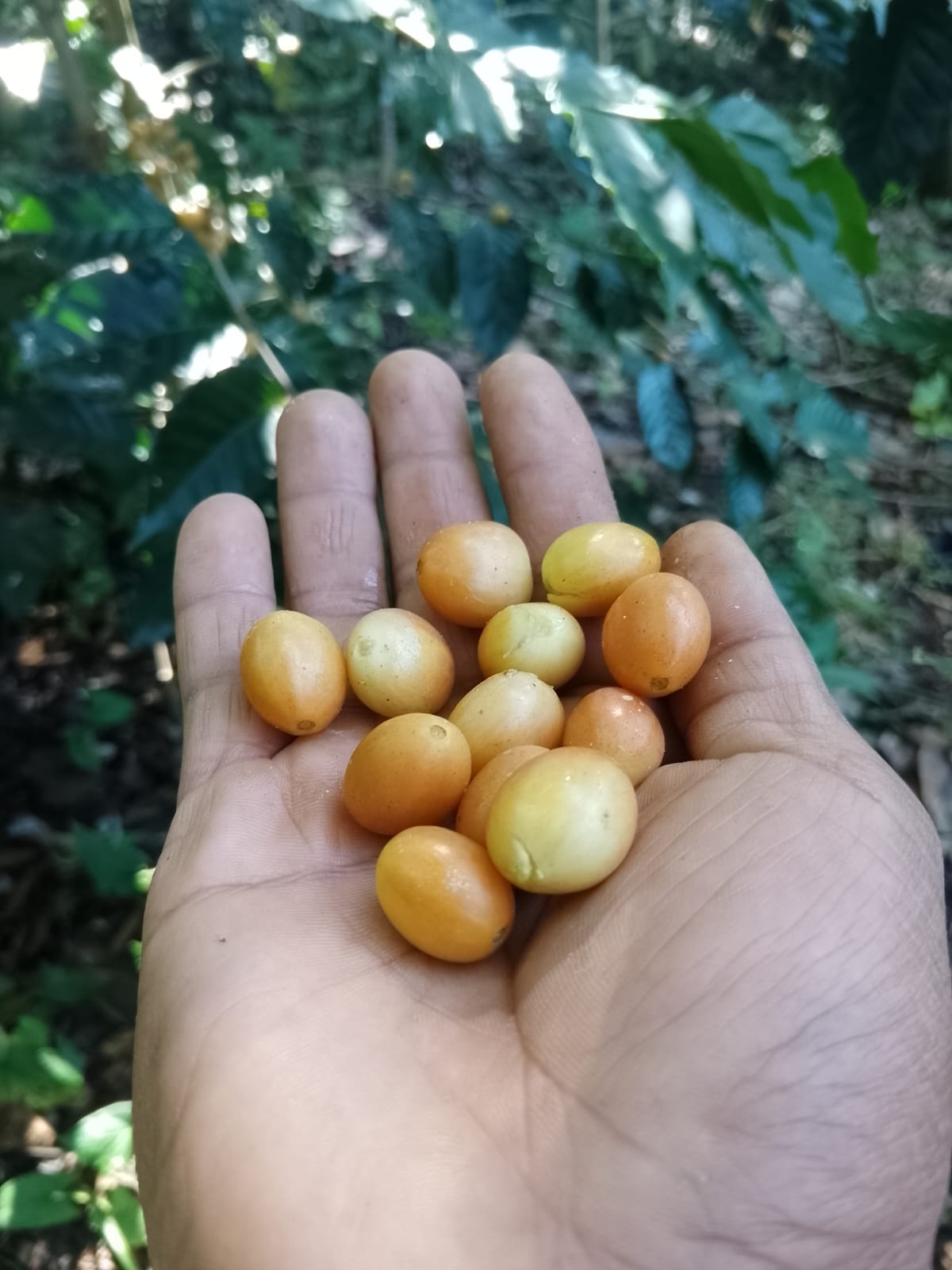 Café recolectado en Chiapas